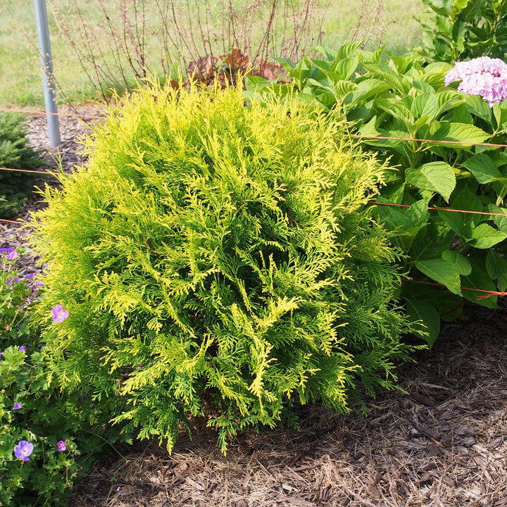 Thuja occidentalis 'Globosa Aurea'  - Golden Globe Arborvitae