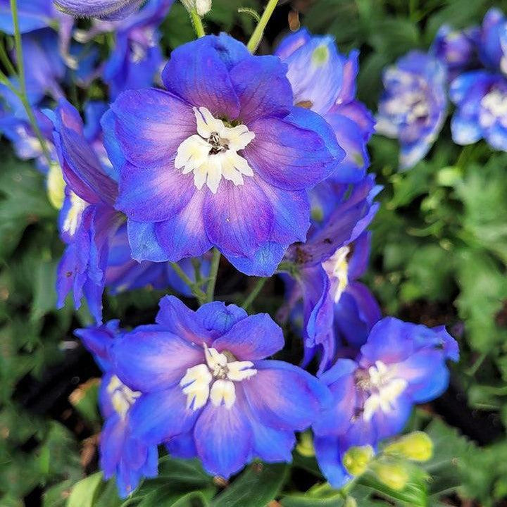 Delphinium x 'Cobalt Dreams'  - Cobalt Dreams Delphinium
