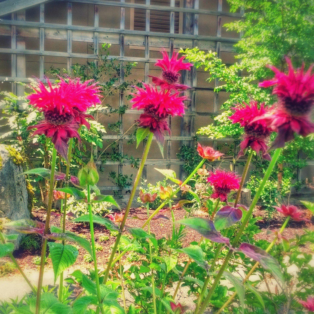 Monarda x 'Raspberry Wine'  - Raspberry Wine Bee Balm