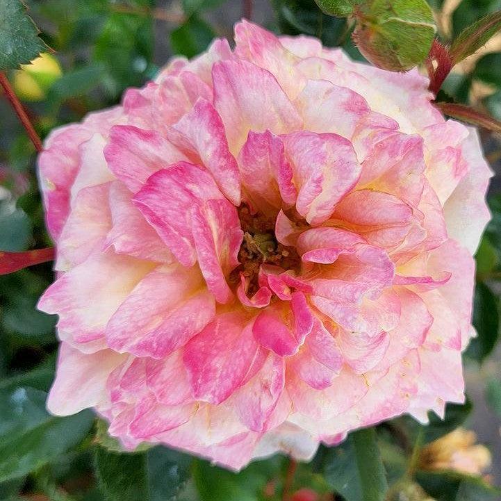 Rosa 'BAIbox'  - Easy Elegance® Music Box Rose