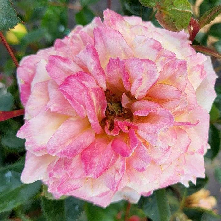 Rosa 'BAIbox'  - Easy Elegance® Music Box Rose