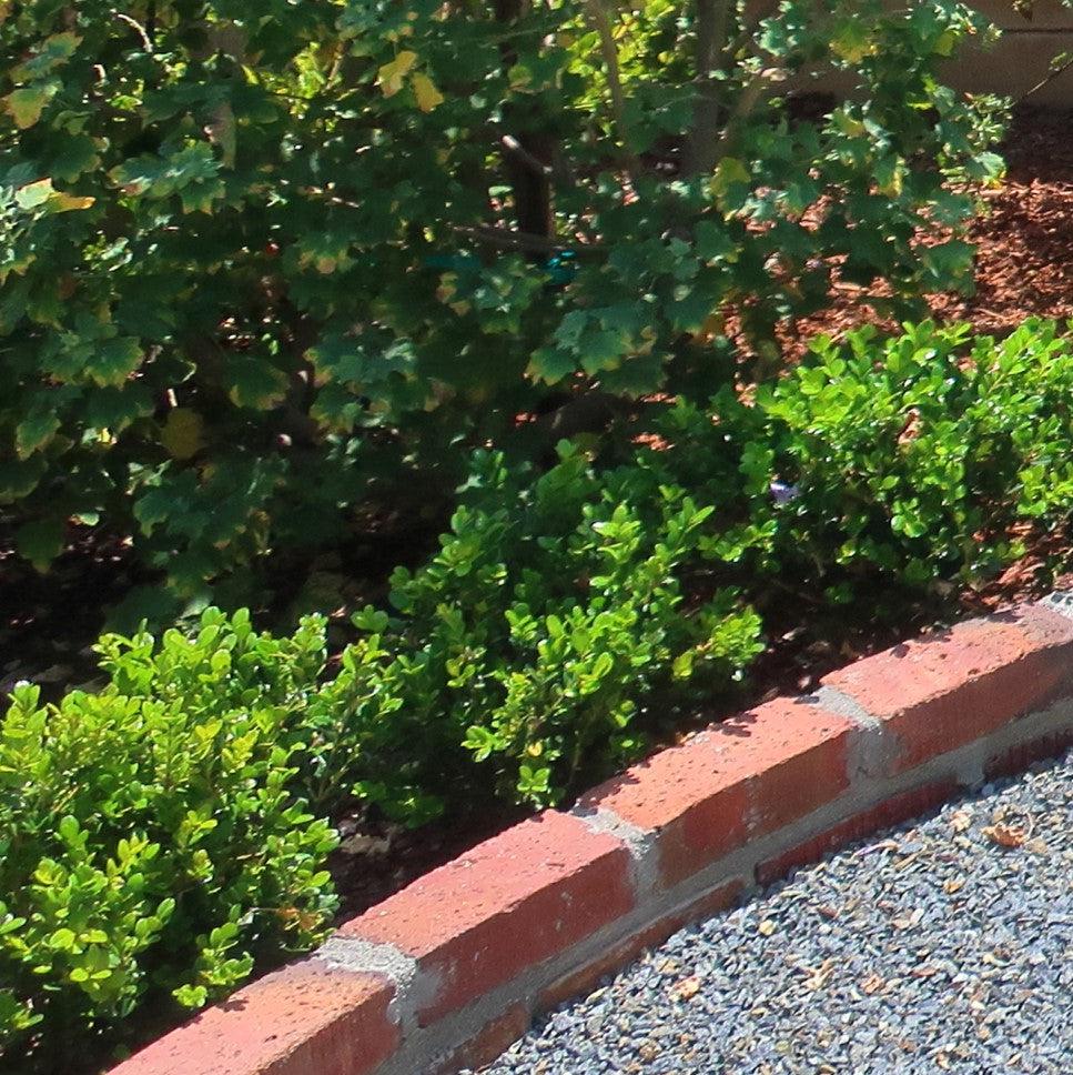 Buxus microphylla var. japonica 'Green Beauty'  - Green Beauty Boxwood