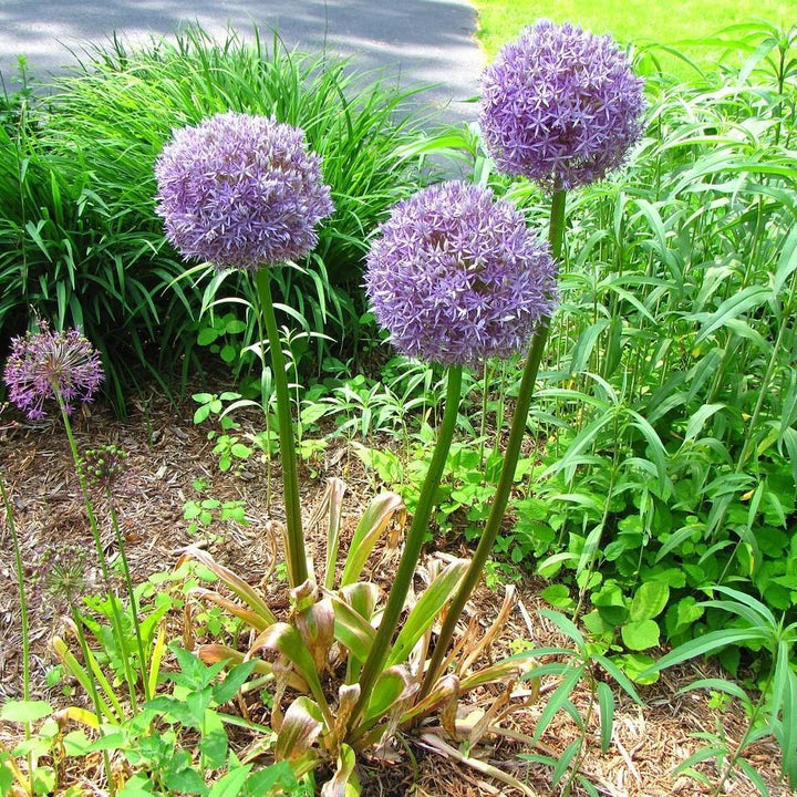Allium 'Medusa'  - Medusa Ornamental Onion