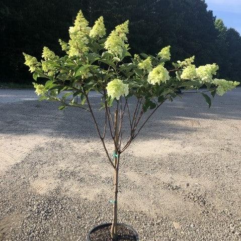 Hydrangea paniculata 'Renba' PP28,509  - First Editions® Berry White® Hydrangea