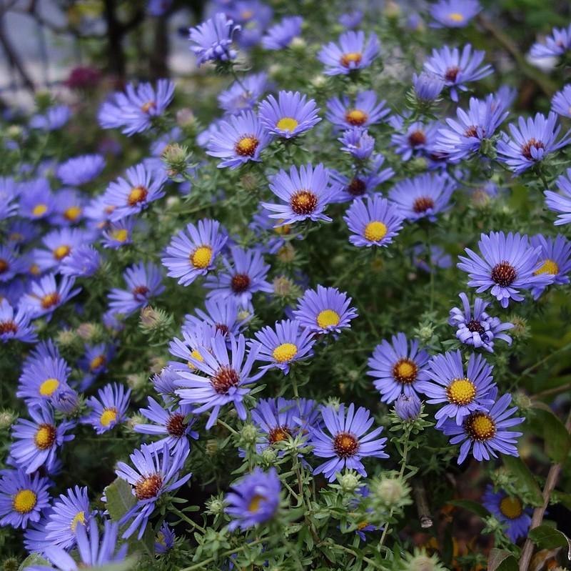 Aster oblongifolium 'October Skies'  - October Skies Aromatic Aster