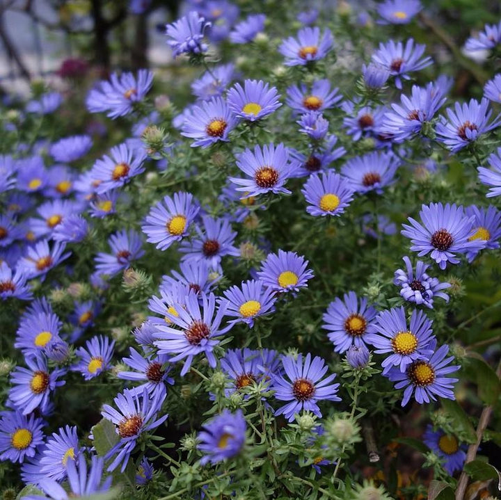 Aster oblongifolium 'October Skies'  - October Skies Aromatic Aster