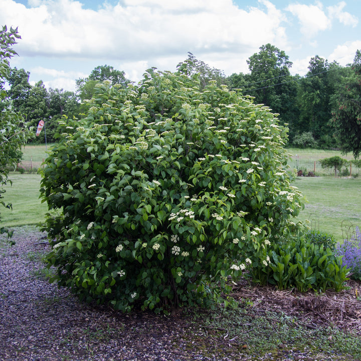 Viburnum dentatum 'Ralph Senior'  - Autumn Jazz® Viburnum