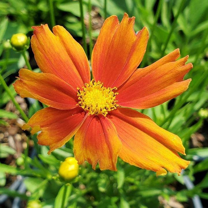 Coreopsis x 'Darling Clementine'  - Lil' Bang™ Darling Clementine Tickseed