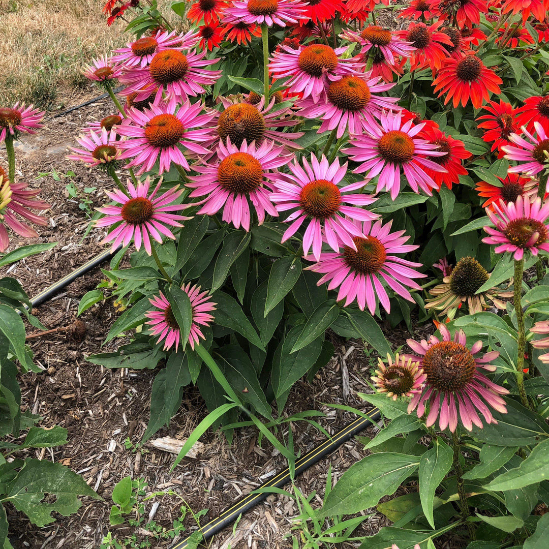 Echinacea purpurea 'Green Twister'  - Green Twister Echinacea, Coneflower