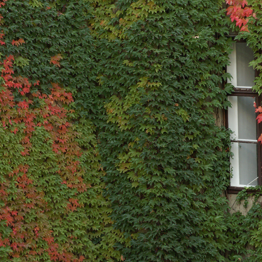 Parthenocissus tricuspidata  - Boston Ivy