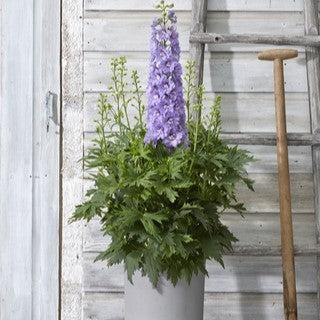 Delphinium x 'ET DLP 17-03'  - Delgenius™ Shelby Delphinium