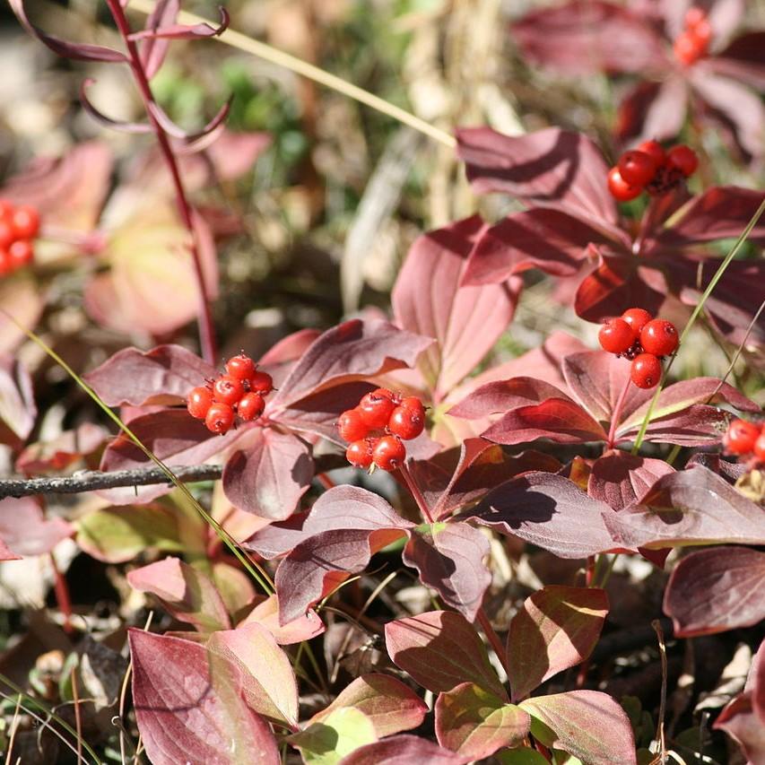 Cornus canadensis  - Creeping Dogwood