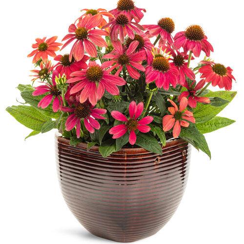 Echinacea 'Firefinch'   - PW® Summersong™ Firefinch™ Coneflower