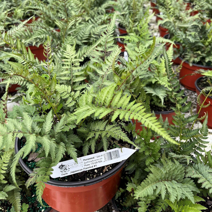 Athyrium niponicum var. pictum  - Japanese Painted Fern