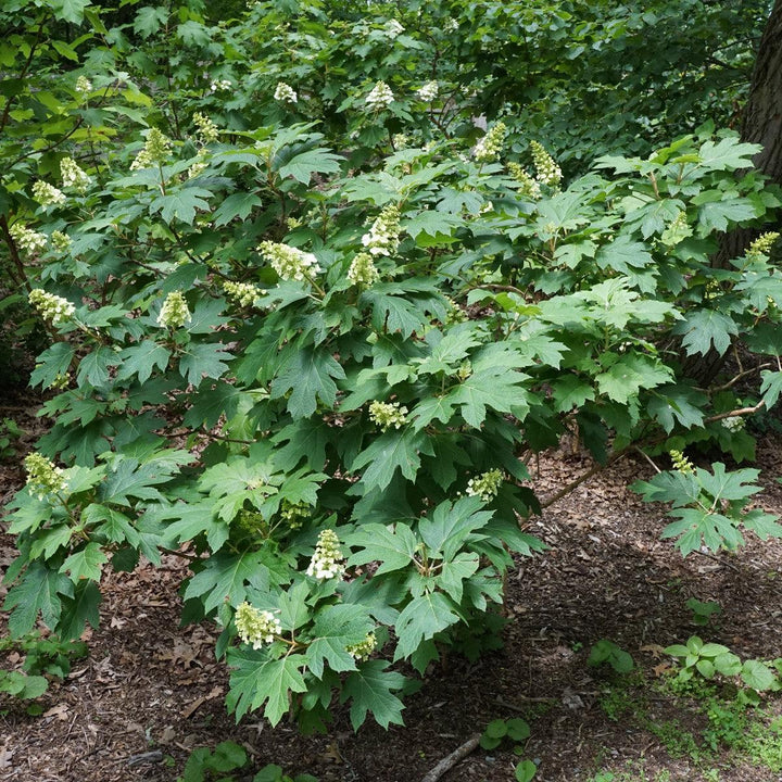 Hydrangea quercifolia 'Snow Queen'  - Snow Queen Hydrangea