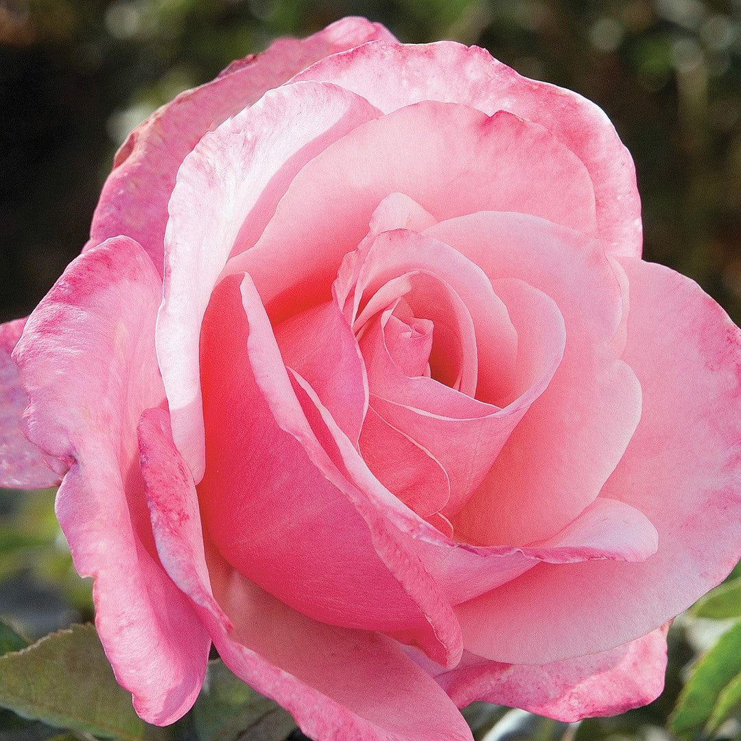 Rosa 'First Prize'  - First Prize Rose