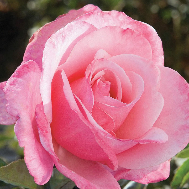 Rosa 'First Prize'  - First Prize Rose