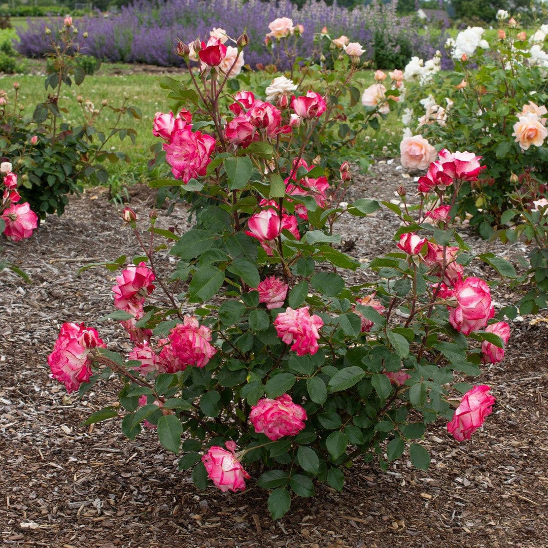 Rosa 'Meiriansois' PP 28,661  - Bloomables® Candy Cane Cocktail™ Rose