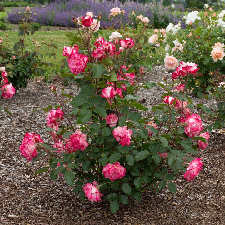 Rosa 'Meiriansois' PP 28,661  - Bloomables® Candy Cane Cocktail™ Rose
