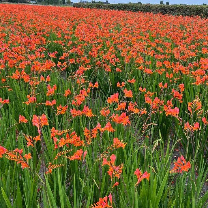 Crocosmia 'Peach Melba'  - Peach Melba Crocosmia