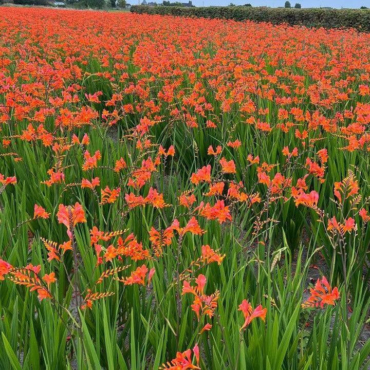 Crocosmia 'Peach Melba'  - Peach Melba Crocosmia