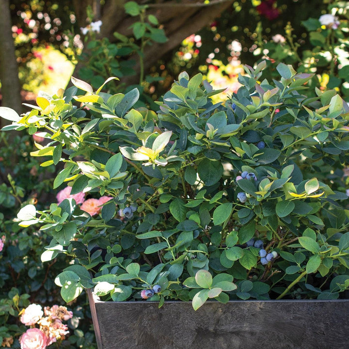 Vaccinium corymbosum 'ZF06-089'  - Bushel and Berry® Silver Dollar® Blueberry