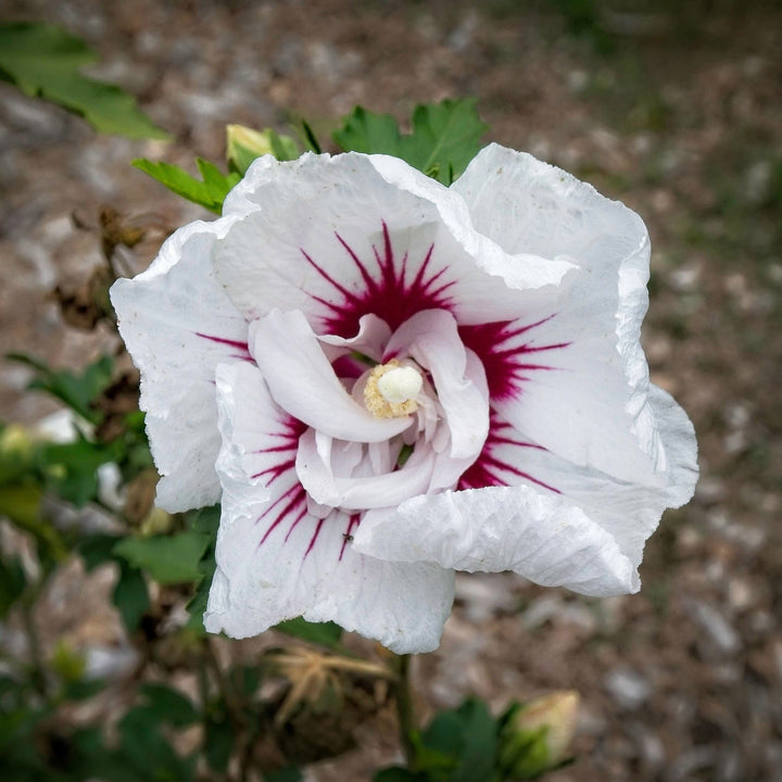 Hibiscus syriacus 'MINFREN'  - First Editions® Bali™ Hibiscus