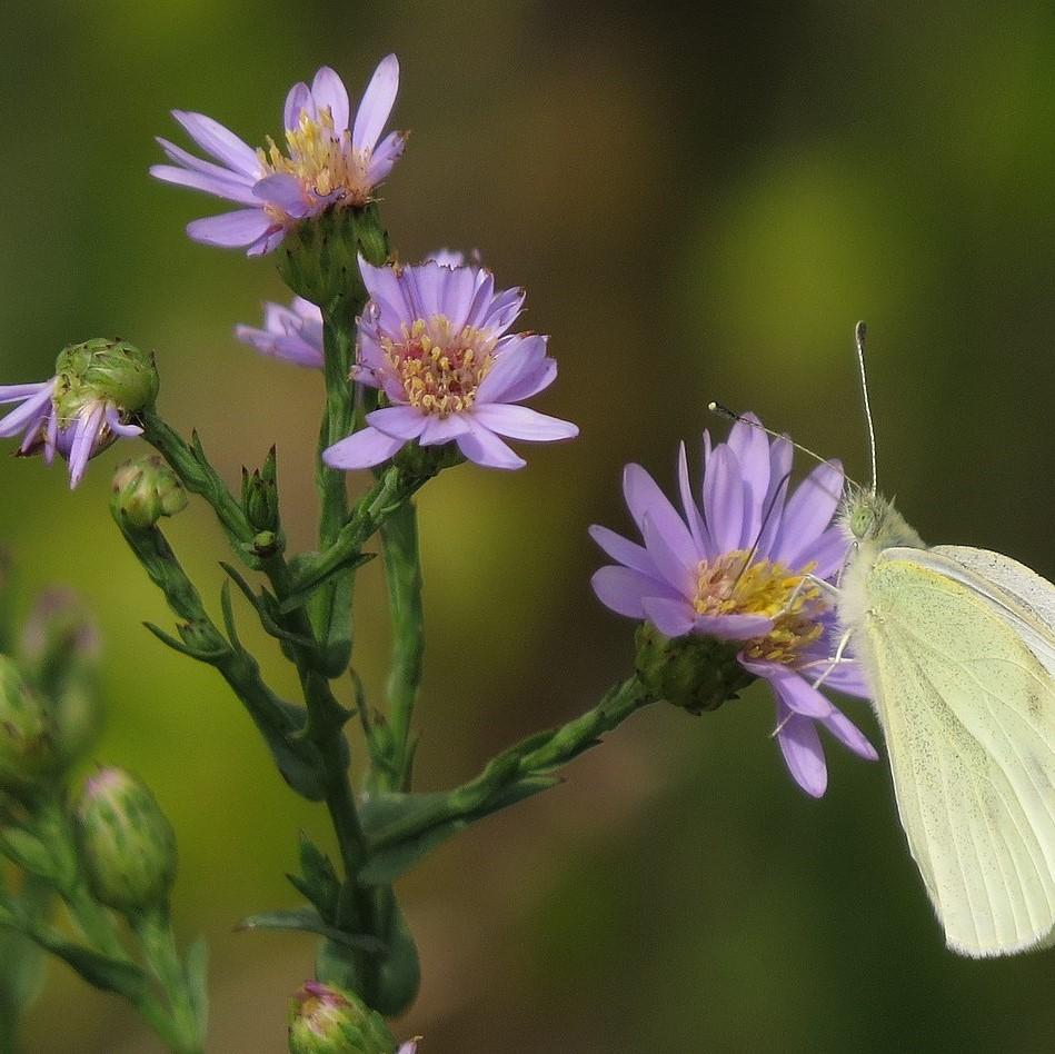 Aster laevis  - Smooth Aster