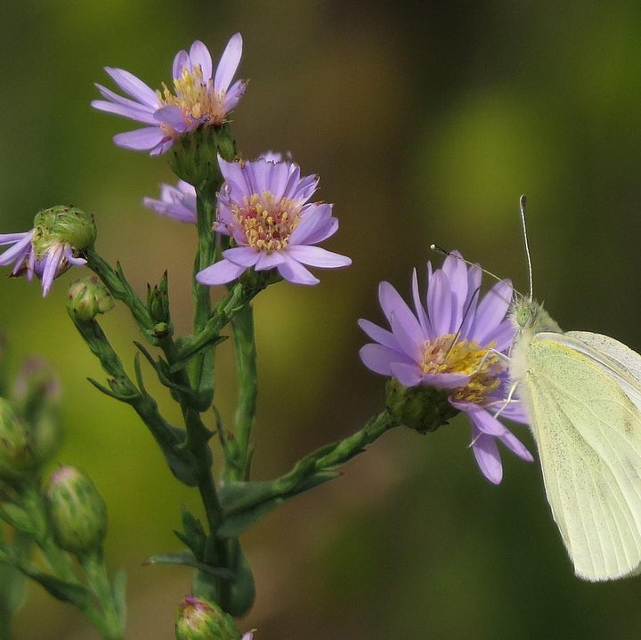 Aster laevis  - Smooth Aster