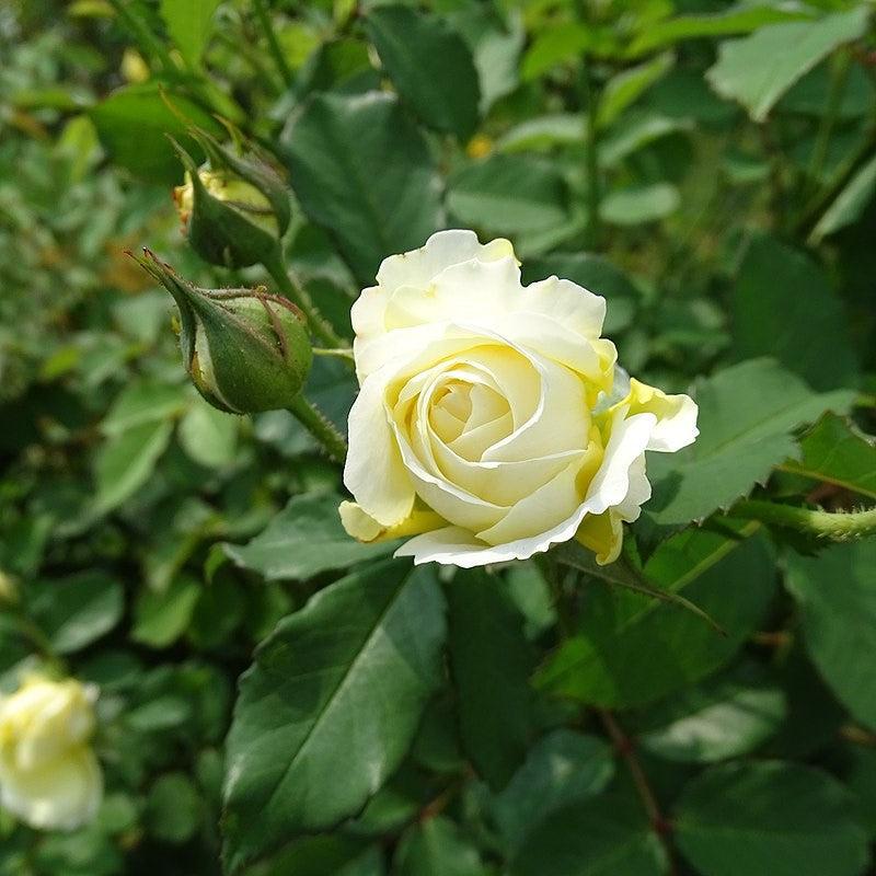 Rosa 'Auswalker'  - The Pilgrim® Rose