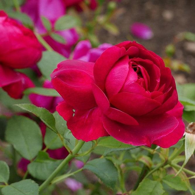 Rosa 'Darcey Bussell'  - Darcey Bussell Rose