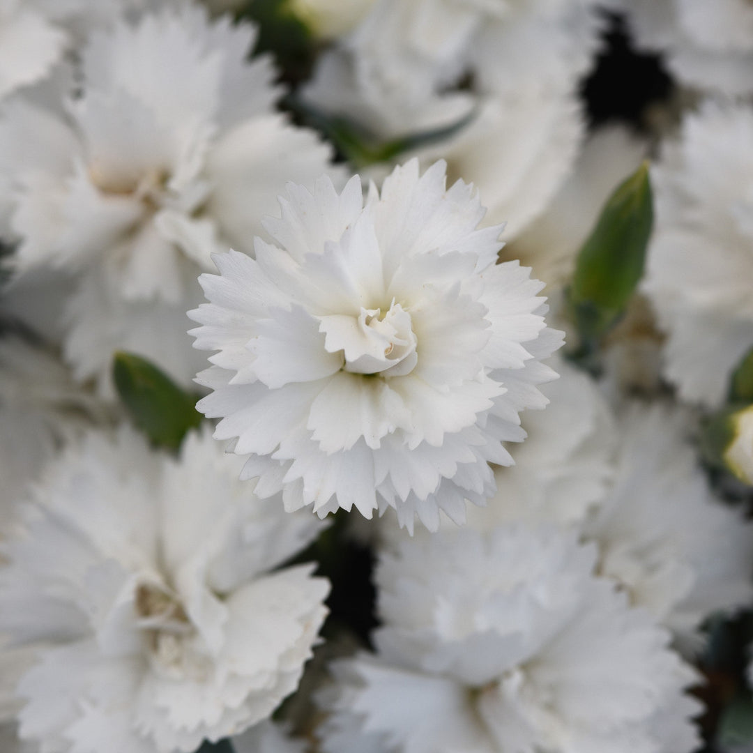 Dianthus x 'KLEDG24556'  - EverLast™ White Dianthus