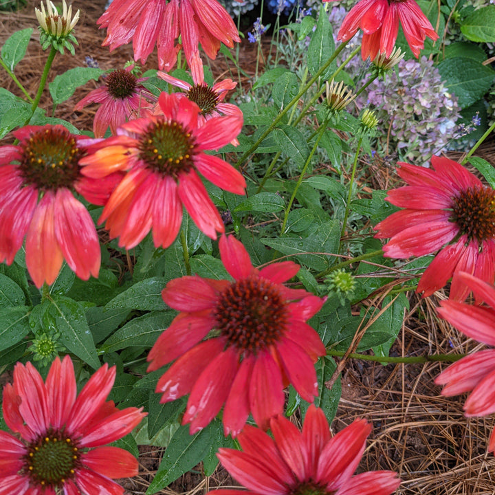 Echinacea x 'Cheyenne Spirit'  - Cheyenne Spirit Echinacea, Coneflower