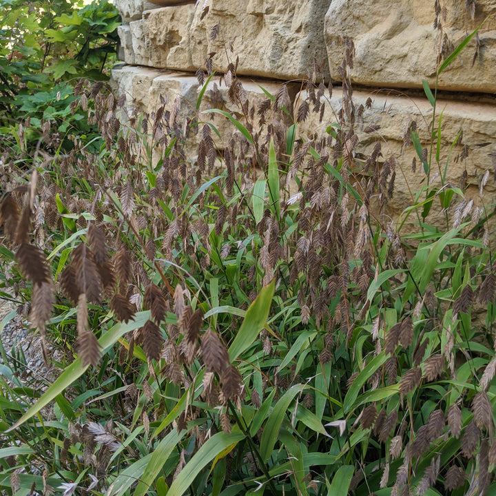 Chasmanthium latifolium  - River Oats, Inland Sea Oats
