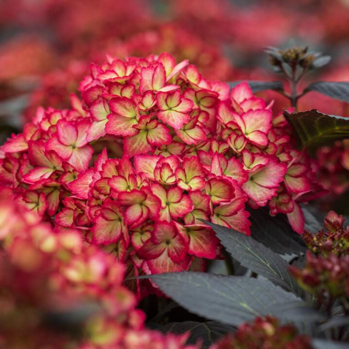 Hydrangea macrophylla 'Bailmacseven'  - First Editions® Eclipse® Hydrangea