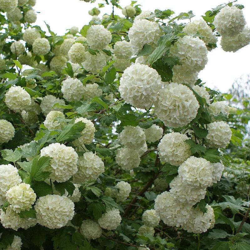 Viburnum opulus 'Roseum'  - Eastern Snowball