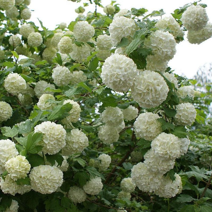 Viburnum opulus 'Roseum'  - Eastern Snowball