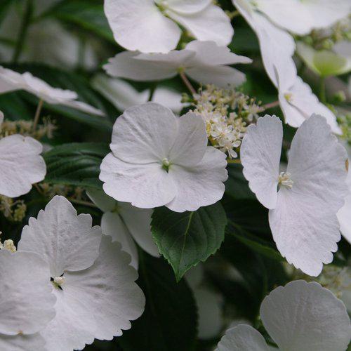 Hydrangea x ‘Fairytrail Bride'  - Fairytrail Bride® Cascade Hydrangea