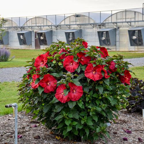 Hibiscus 'Valentine Crush'  - Summerific® Valentine Crush Hibiscus
