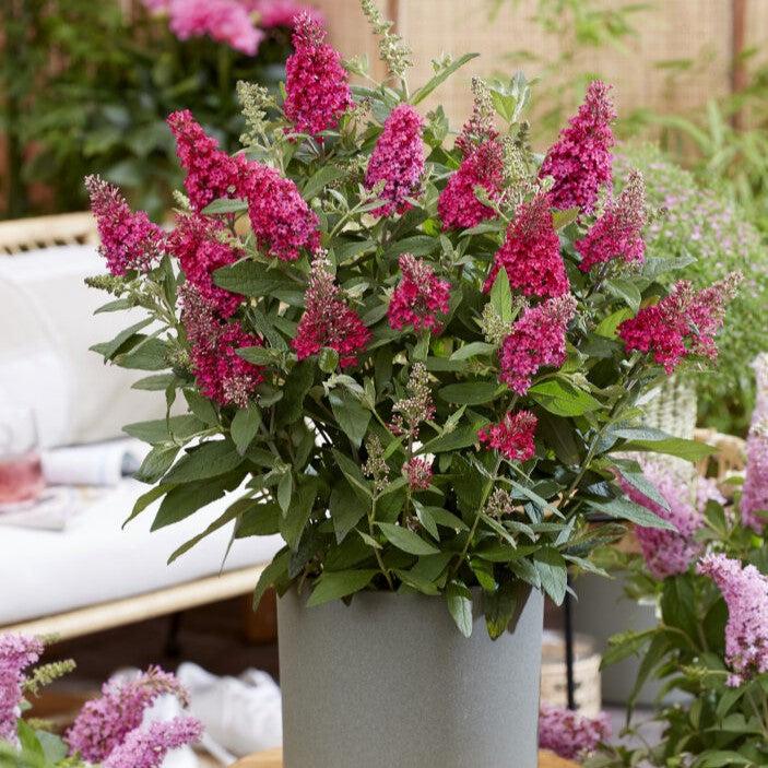 Buddleia davidii ‘BotEx 006’ PP34500  - Butterfly Candy™ Li'l Raspberry™ Butterfly Bush