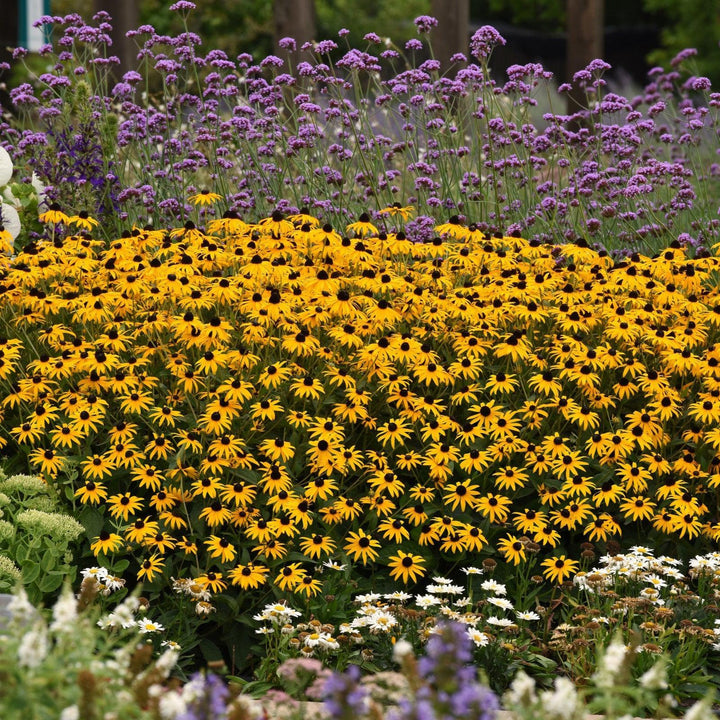 Rudbeckia fulgida var. sullivantii 'Gold Blitz'  - Gold Blitz Black-Eyed Susan