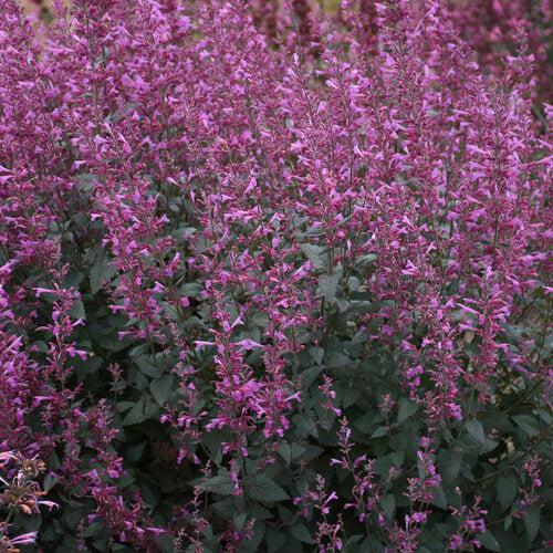Agastache 'Royal Raspberry'  - Meant to Bee® Royal Raspberry Agastache