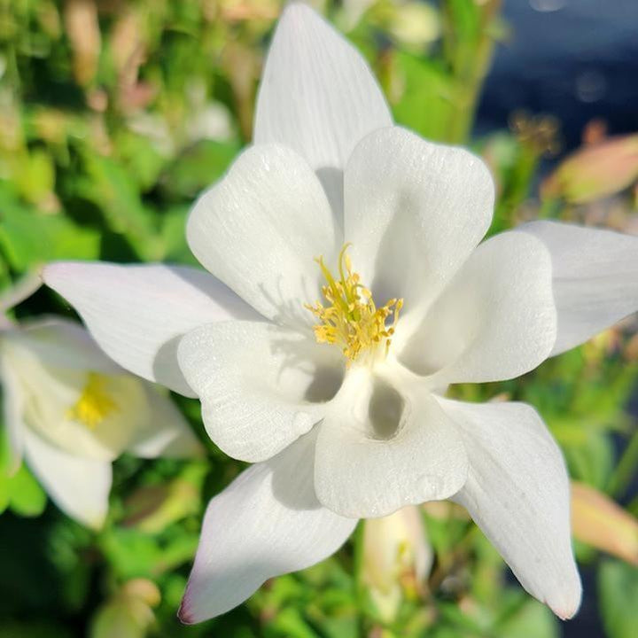 Aquilegia 'PAS1258490'  - Earlybird™ White Columbine