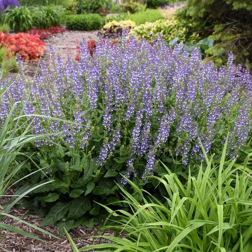 Salvia 'Azure Snow'  - Color Spires® Azure Snow Salvia