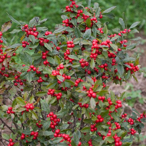 Ilex verticillata 'NCIV1'  - Little Goblin® Red Winterberry