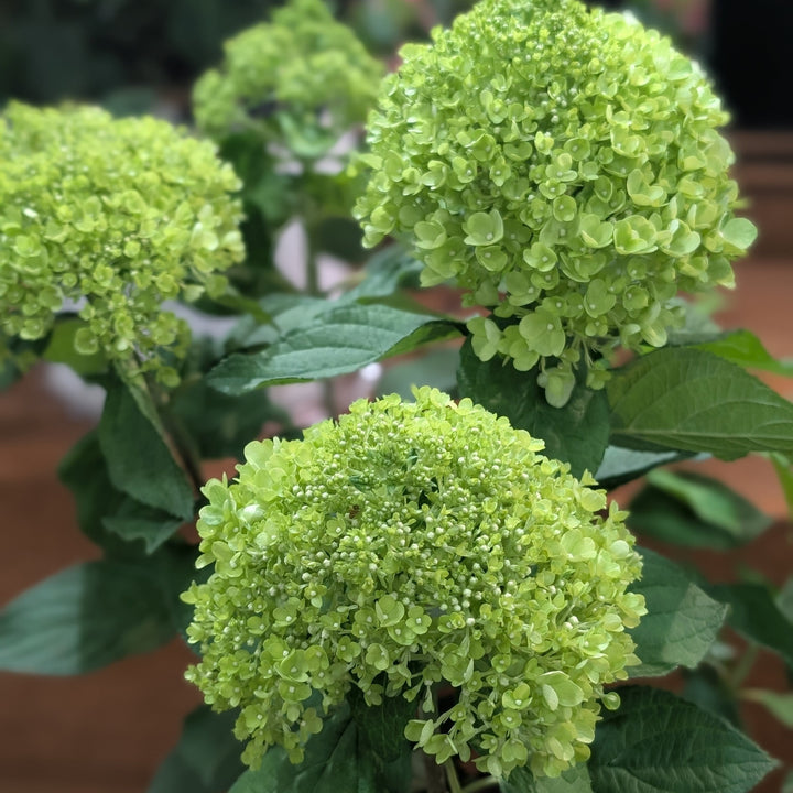Hydrangea paniculata 'SMNHPLK'  - PW® Powerball™ Hydrangea