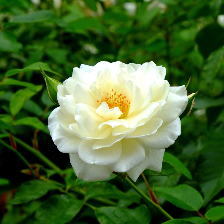 Rosa x 'BOZFRA121'  - Reminiscent™ Crema Rose