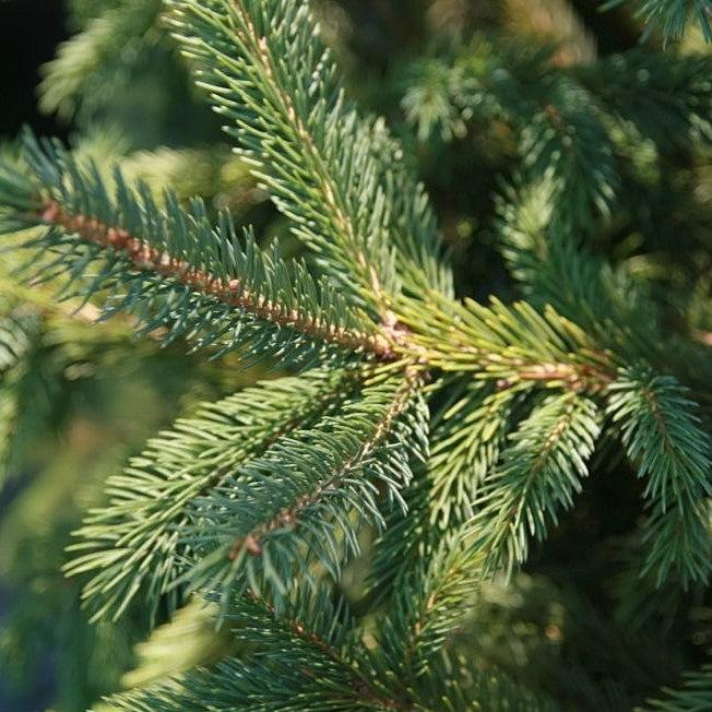 Picea glauca var. densata  - Black Hills Spruce