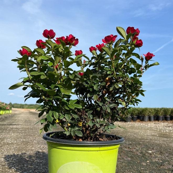 Rosa x 'Meibenbino'  - Petite Knock Out® Rose