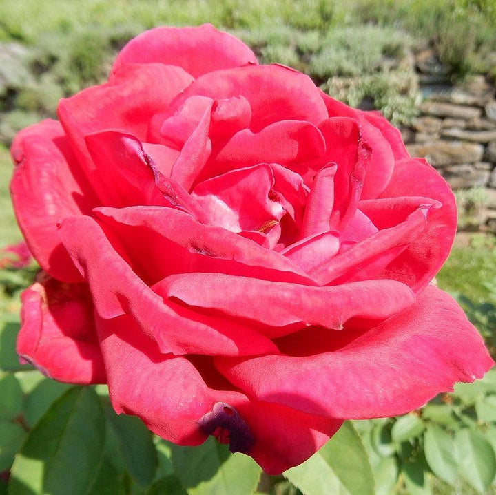 Rosa 'Chrysler Imperial'  - Chrysler Imperial Rose